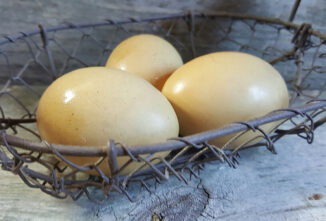 Getting to Know Olive Egger Chickens